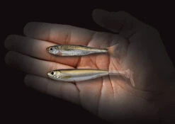 Live Target Slowroll Shiner 125mm -Finest Angling Store 9761