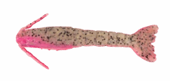 Berkley Gulp 2 Inch Shrimp -Finest Angling Store GULP3inShrimp PinkBellyShrimp