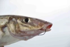 Mustad Pre-Pack Demon Light Gauge Circle Hook 8 Mustad Pre-Pack Demon Light Gauge Circle Hook -Finest Angling Store full 3753 2E3A7958