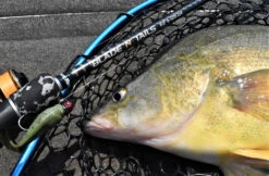 Live Fibre Blade N Tails -Finest Angling Store full 4748 DSC 0172