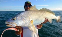 Tackle Tactics HeadlockZ HD Jig Heads -Finest Angling Store full 783